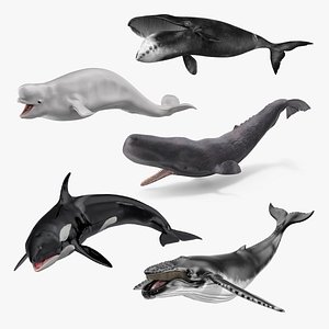 3D Rigged Whales Collection 3