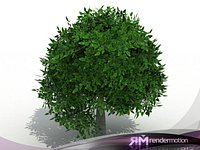D2.C1.06 Generic Bush , Arbusto Generico
