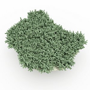 Coral Acropora