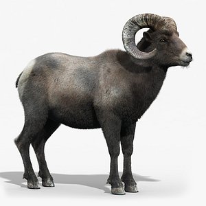 3d model of bighorn sheep fur horns