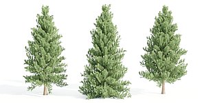 coniferous pine collection vol 2-Blender-3dmodel