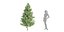 coniferous pine collection vol 2-Blender-3dmodel