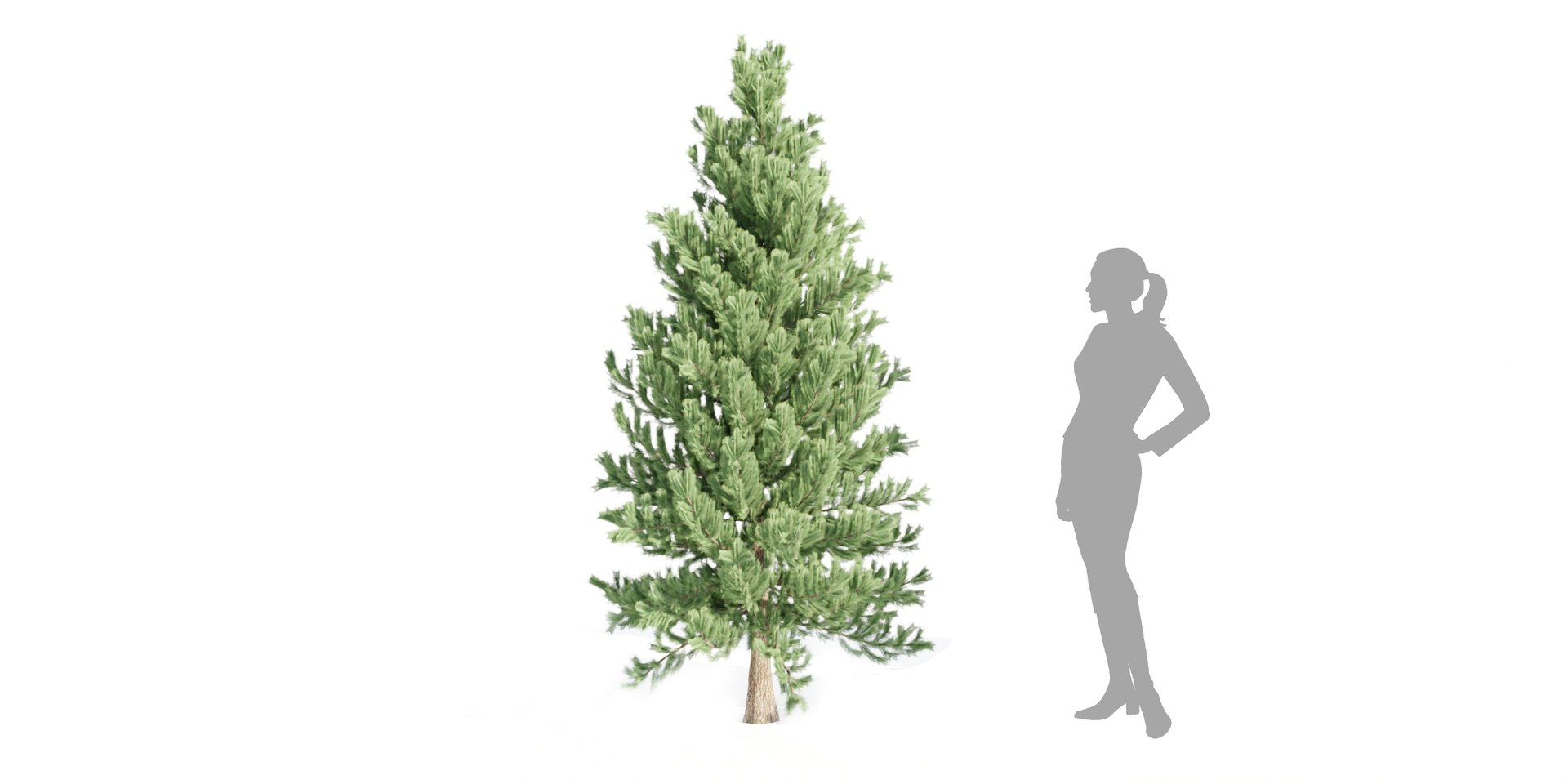 3D coniferous pine collection vol 2-Blender https://p.turbosquid.com/ts-thumb/Pi/1ekV8N/mw/4/jpg/1694453440/1920x1080/fit_q87/05dc17456a87bd46afece5abc06d9a5404bb7a60/4.jpg