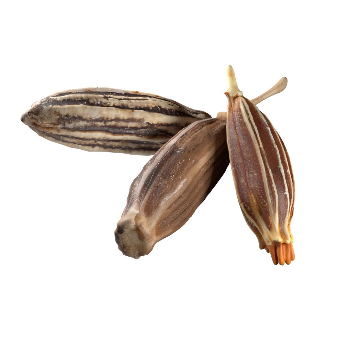 Cumin 3D model https://p.turbosquid.com/ts-thumb/Pi/5k6QYF/qY/squid/jpg/1747130428/1920x1080/fit_q87/7d1034c497f77e5226c0d69faf09a2181a0c7e36/squid.jpg