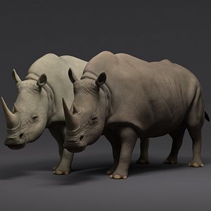 3d rhinoceros animations model