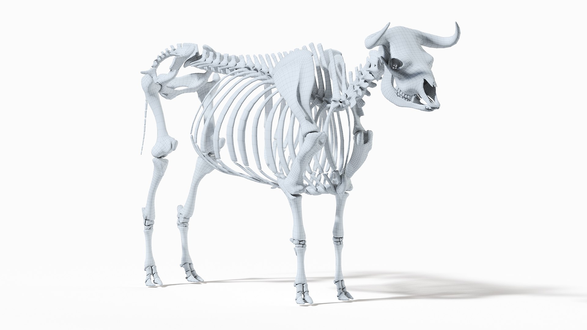 Bull Body, Skeleton and Lymphatic System Static model - TurboSquid 1724132