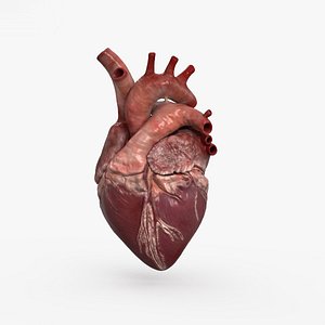 human heart model
