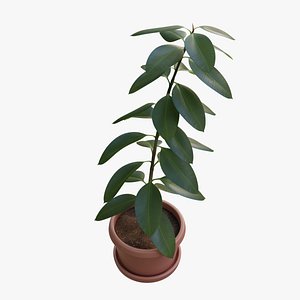 Ficus elastica 3D model