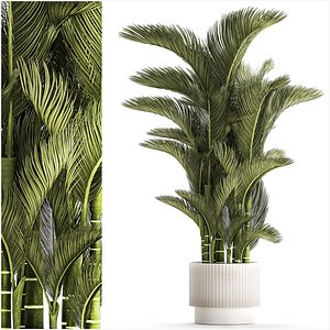 3D Small Indoor Palm White Pot Dypsis Cyrtostachys 1467