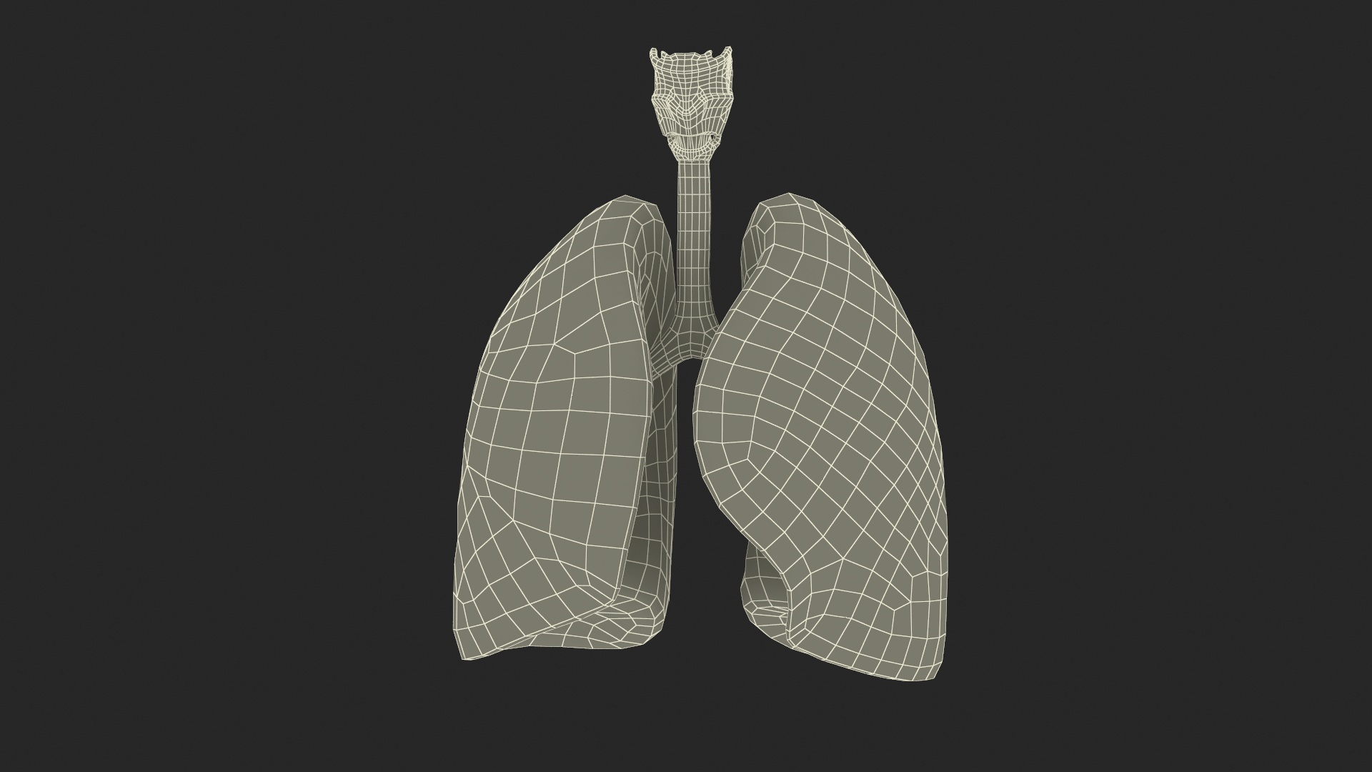 3D Human Lungs And Bronchial Tree Anatomy Model - TurboSquid 2386890