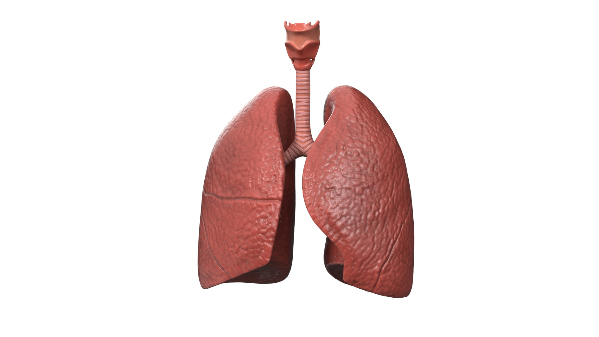 3D Human Lungs And Bronchial Tree Anatomy Model - TurboSquid 2386890