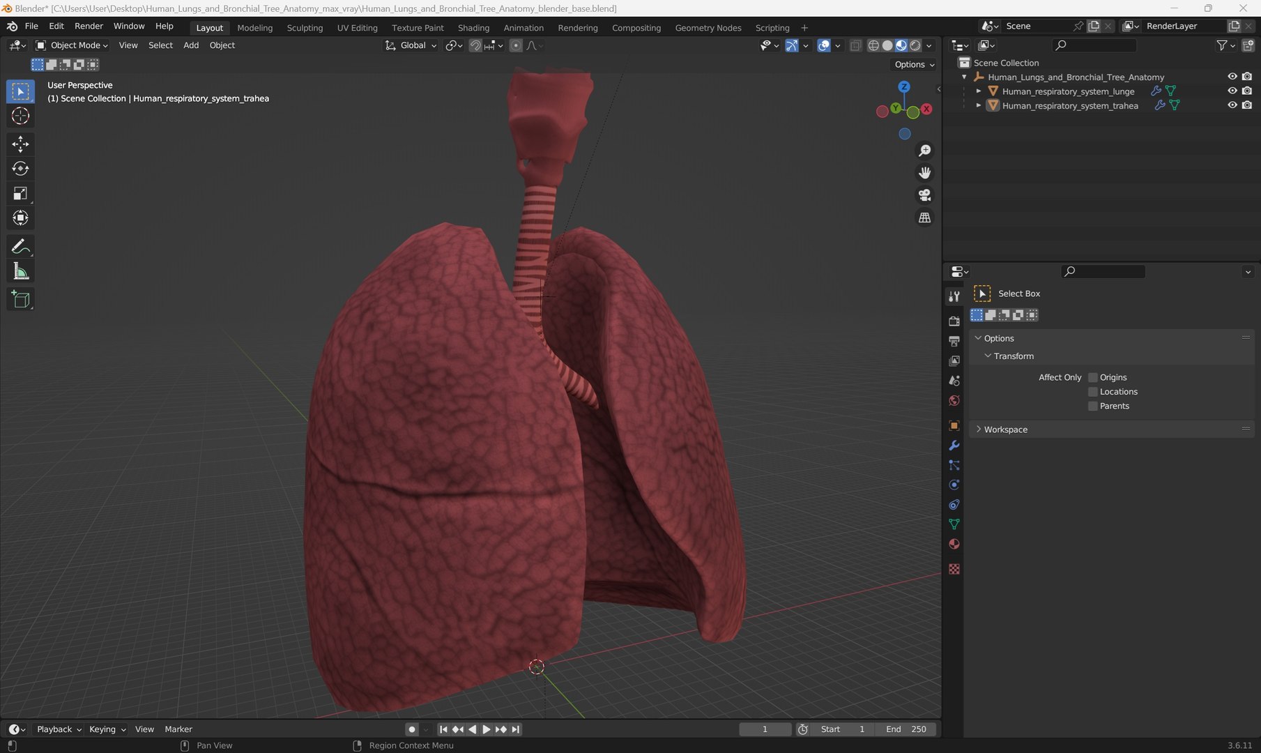 3D Human Lungs And Bronchial Tree Anatomy Model - TurboSquid 2386890