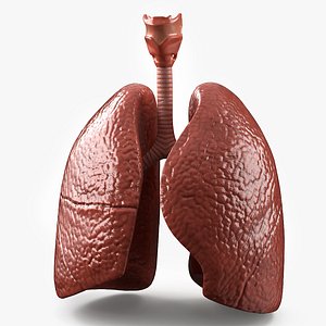 3D Human Lungs and Bronchial Tree Anatomy model