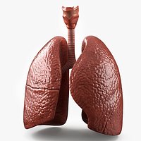 Human Lungs and Bronchial Tree Anatomy
