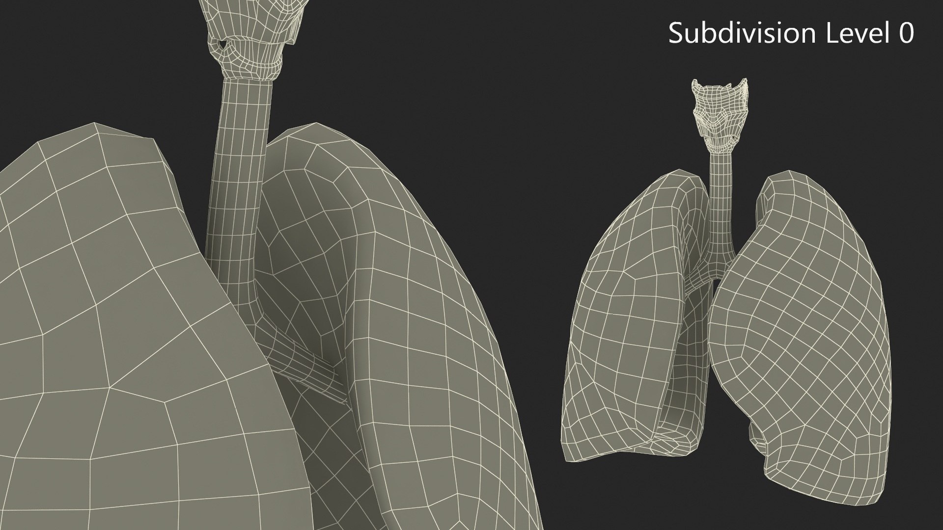 3D Human Lungs And Bronchial Tree Anatomy Model - TurboSquid 2386890