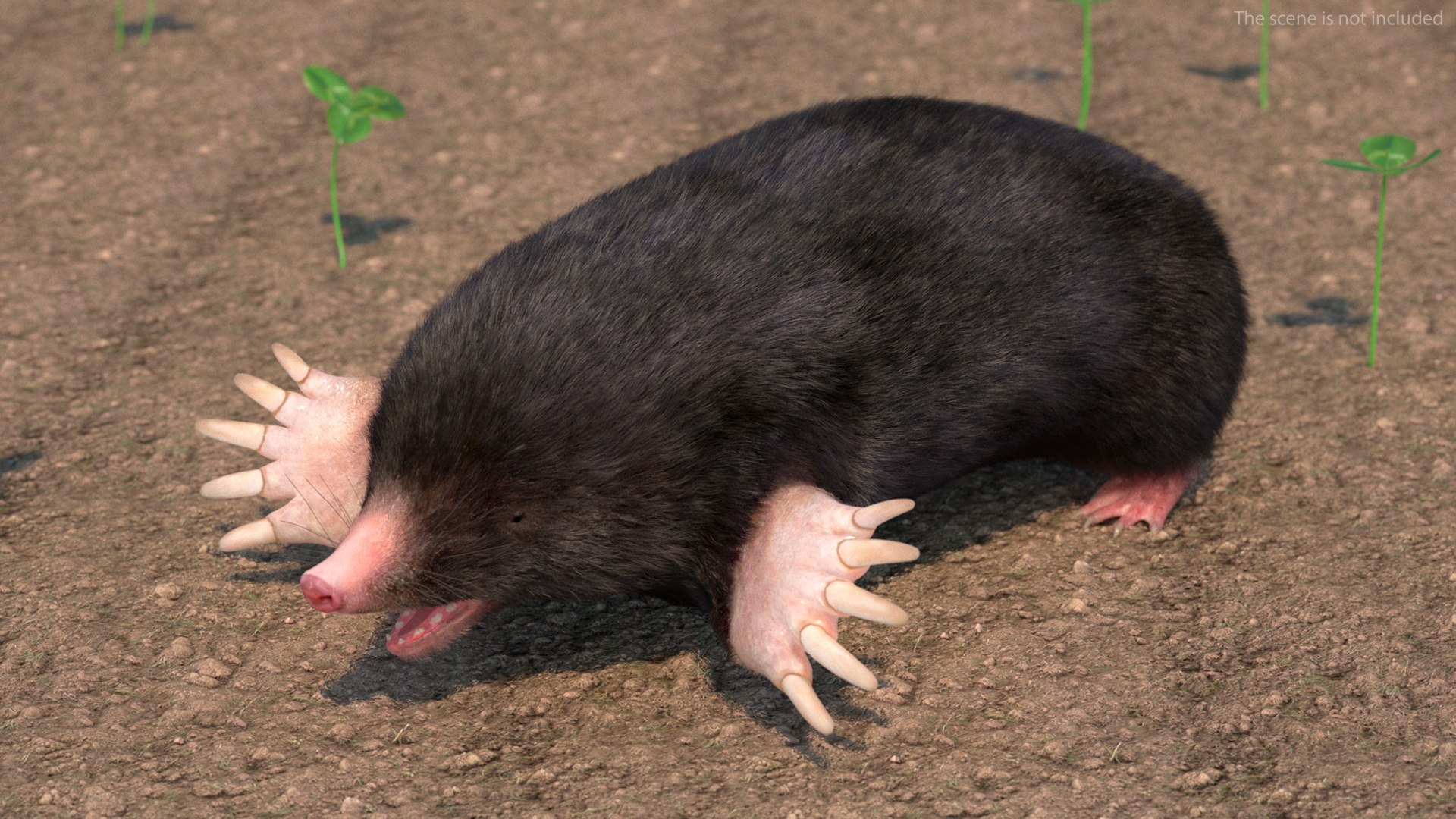 talpa-europaea-fur-3d-model-turbosquid-2220709