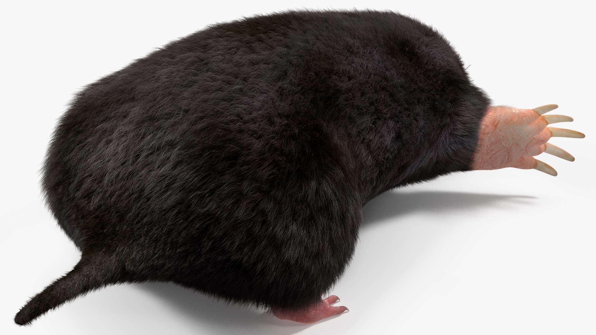 Talpa Europaea Fur 3D Model - TurboSquid 2220709