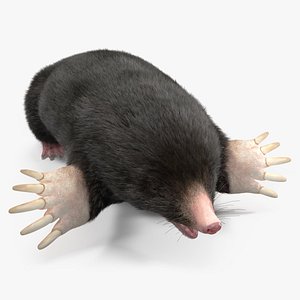 Talpa Europaea Fur 3D model
