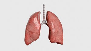 Lung cancer stage anatomy