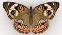 Common Buckeye
