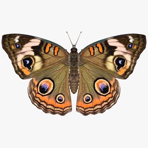 3D realistic common buckeye model
