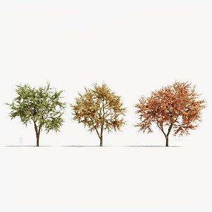 Ulmus changii a 3D model