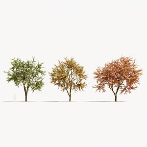 Ulmus changii a