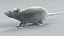 Decorative Rat Static Xgen