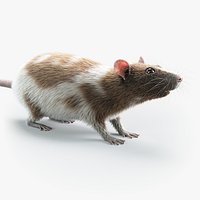 Decorative Rat Static Xgen