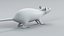 Decorative Rat Static Xgen