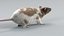 Decorative Rat Static Xgen