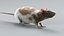 Decorative Rat Static Xgen