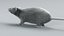 Decorative Rat Static Xgen