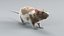 Decorative Rat Static Xgen
