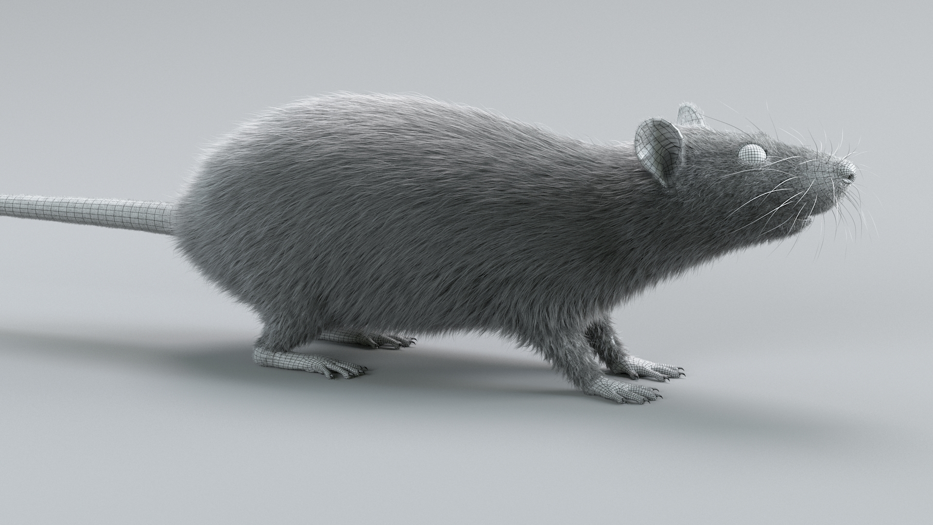 Decorative Rat Static Xgen 3D model https://p.turbosquid.com/ts-thumb/Pj/BVI3Ur/tC/decorratstatictbb/jpg/1741680715/1920x1080/turn_fit_q99/3665605382014debbeda889515cf25bc97e1e33d/decorratstatictbb-1.jpg