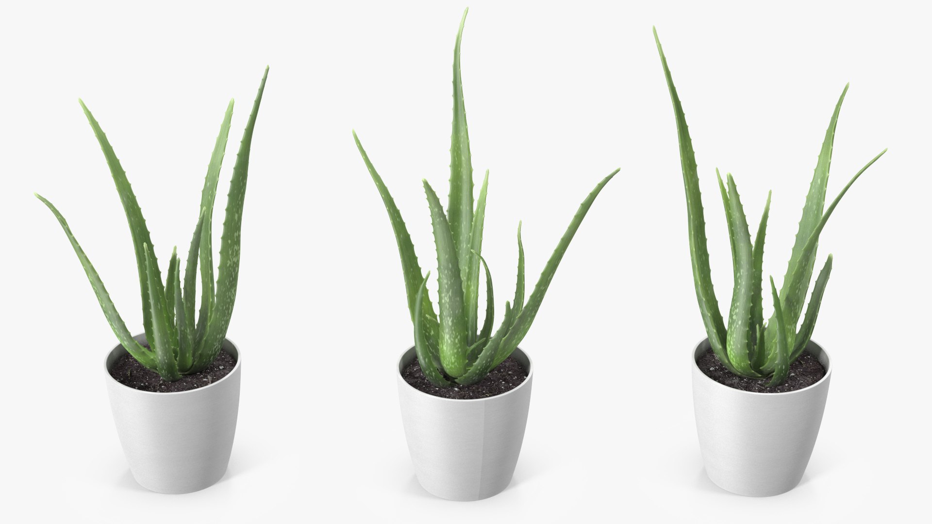 Houseplants Collection 4 3D model https://p.turbosquid.com/ts-thumb/Pj/FSH6b2/2n/houseplantscollection43dsmodel009/jpg/1639675173/1920x1080/fit_q87/2f4bc05f9ddaa0b8278f5c891541d197aed5ff9f/houseplantscollection43dsmodel009.jpg