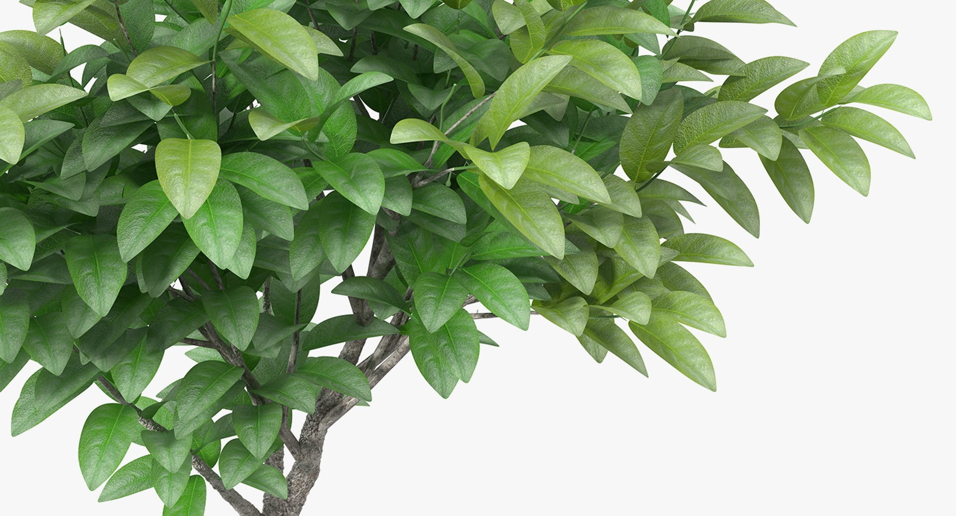 Houseplants Collection 4 3D model https://p.turbosquid.com/ts-thumb/Pj/FSH6b2/2u/houseplantscollection43dsmodel090/jpg/1639675421/1920x1080/fit_q87/0718eaf87b4f92daf038c403cb751731b01b89a1/houseplantscollection43dsmodel090.jpg