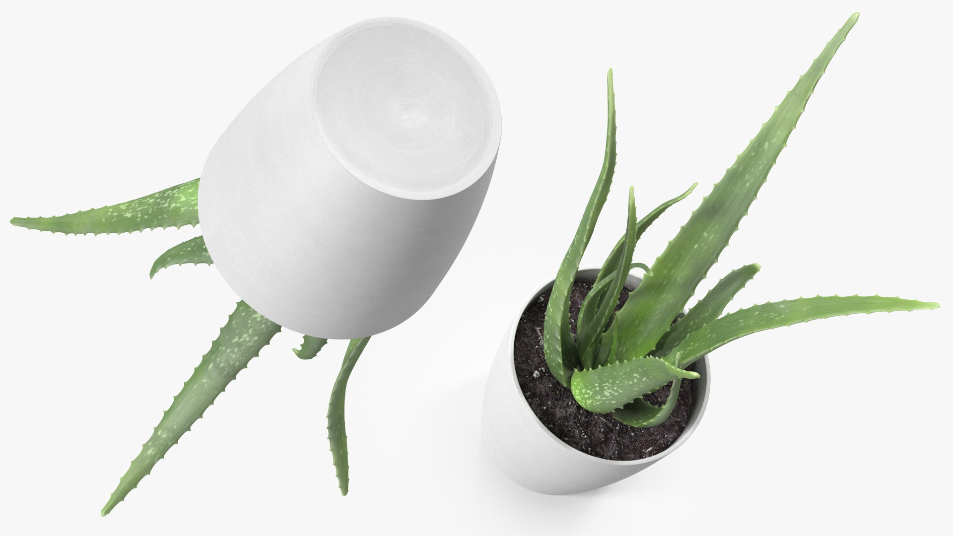 Houseplants Collection 4 3D model https://p.turbosquid.com/ts-thumb/Pj/FSH6b2/4j/houseplantscollection43dsmodel010/jpg/1639675176/1920x1080/fit_q87/4b2e50c42497257f77f8525cb6a48f5970b54413/houseplantscollection43dsmodel010.jpg