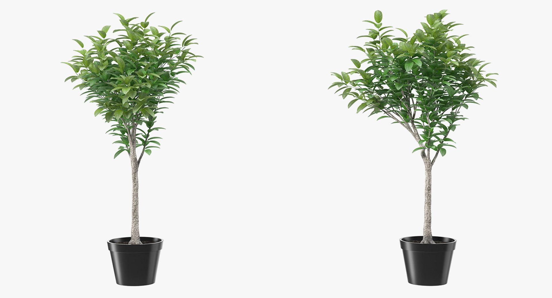 Houseplants Collection 4 3D model https://p.turbosquid.com/ts-thumb/Pj/FSH6b2/5n/houseplantscollection43dsmodel087/jpg/1639675412/1920x1080/fit_q87/2c07937760f40be380f0184d0b86368a27685207/houseplantscollection43dsmodel087.jpg