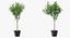 Houseplants Collection 4
