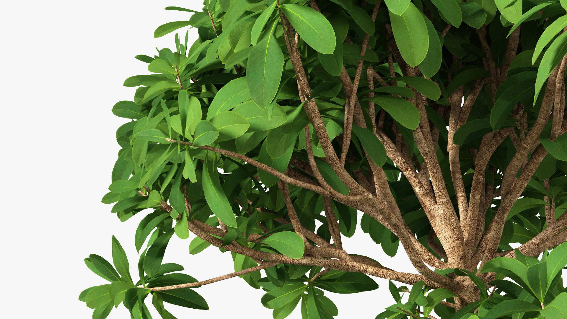 Houseplants Collection 4 3D model https://p.turbosquid.com/ts-thumb/Pj/FSH6b2/6O/houseplantscollection43dsmodel056/jpg/1639675320/1920x1080/fit_q87/61f35ac1ae3e3a8a2de9699b30c0428816ec6c0b/houseplantscollection43dsmodel056.jpg