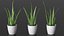 Houseplants Collection 4