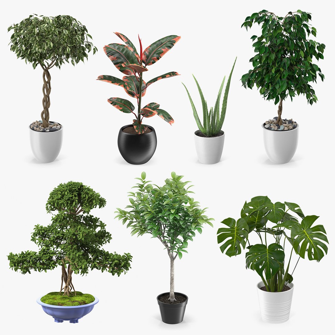 Houseplants Collection 4 3D model preview