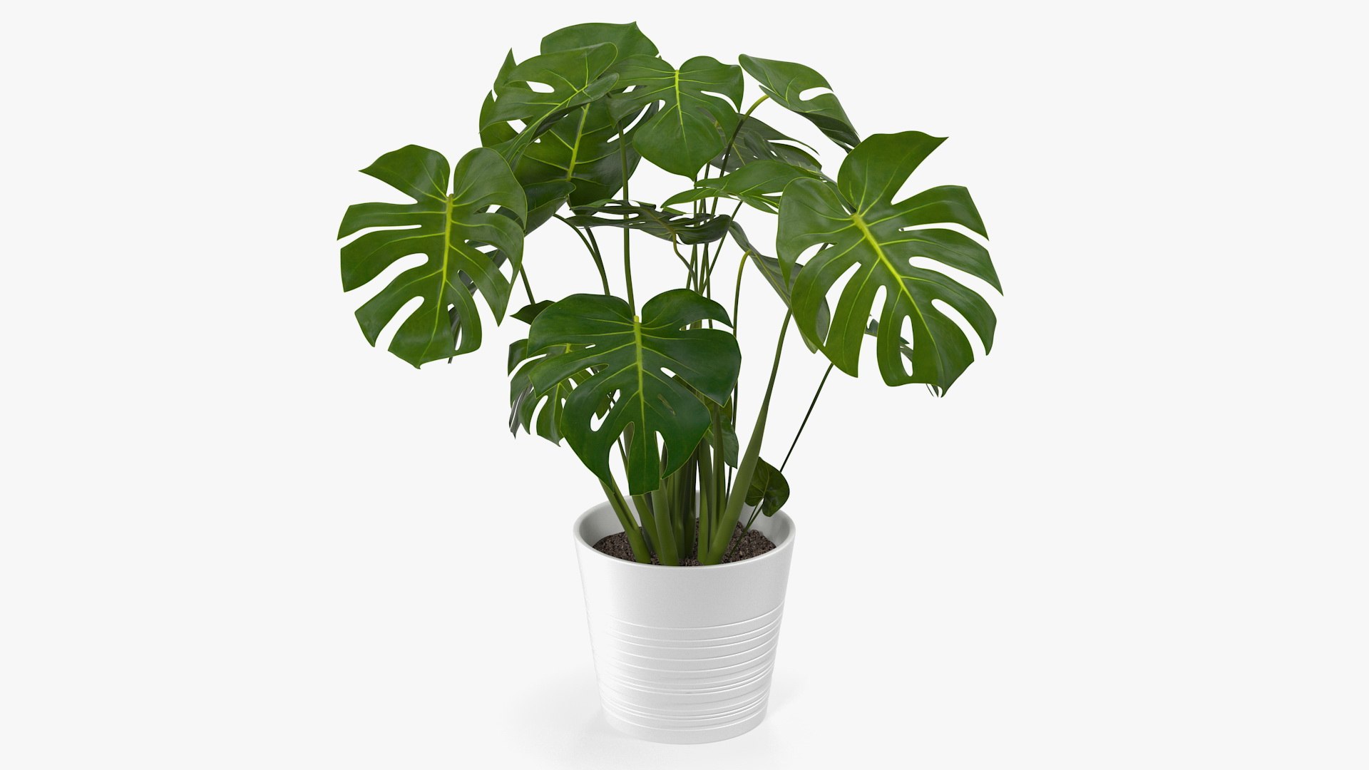 Houseplants Collection 4 3D model https://p.turbosquid.com/ts-thumb/Pj/FSH6b2/A1/houseplantscollection43dsmodel073/jpg/1639675368/1920x1080/fit_q87/f17e0833cf008b5de1b5c9bee1d42d4eb4ea5a75/houseplantscollection43dsmodel073.jpg