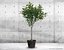 Houseplants Collection 4