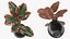 Houseplants Collection 4