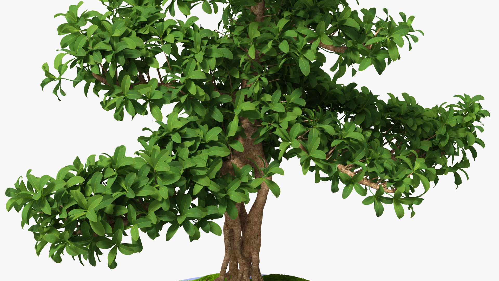 Houseplants Collection 4 3D model https://p.turbosquid.com/ts-thumb/Pj/FSH6b2/BI/houseplantscollection43dsmodel055/jpg/1639675317/1920x1080/fit_q87/6ff74f2b110caa1a8b18a4465d51571ccae7635e/houseplantscollection43dsmodel055.jpg