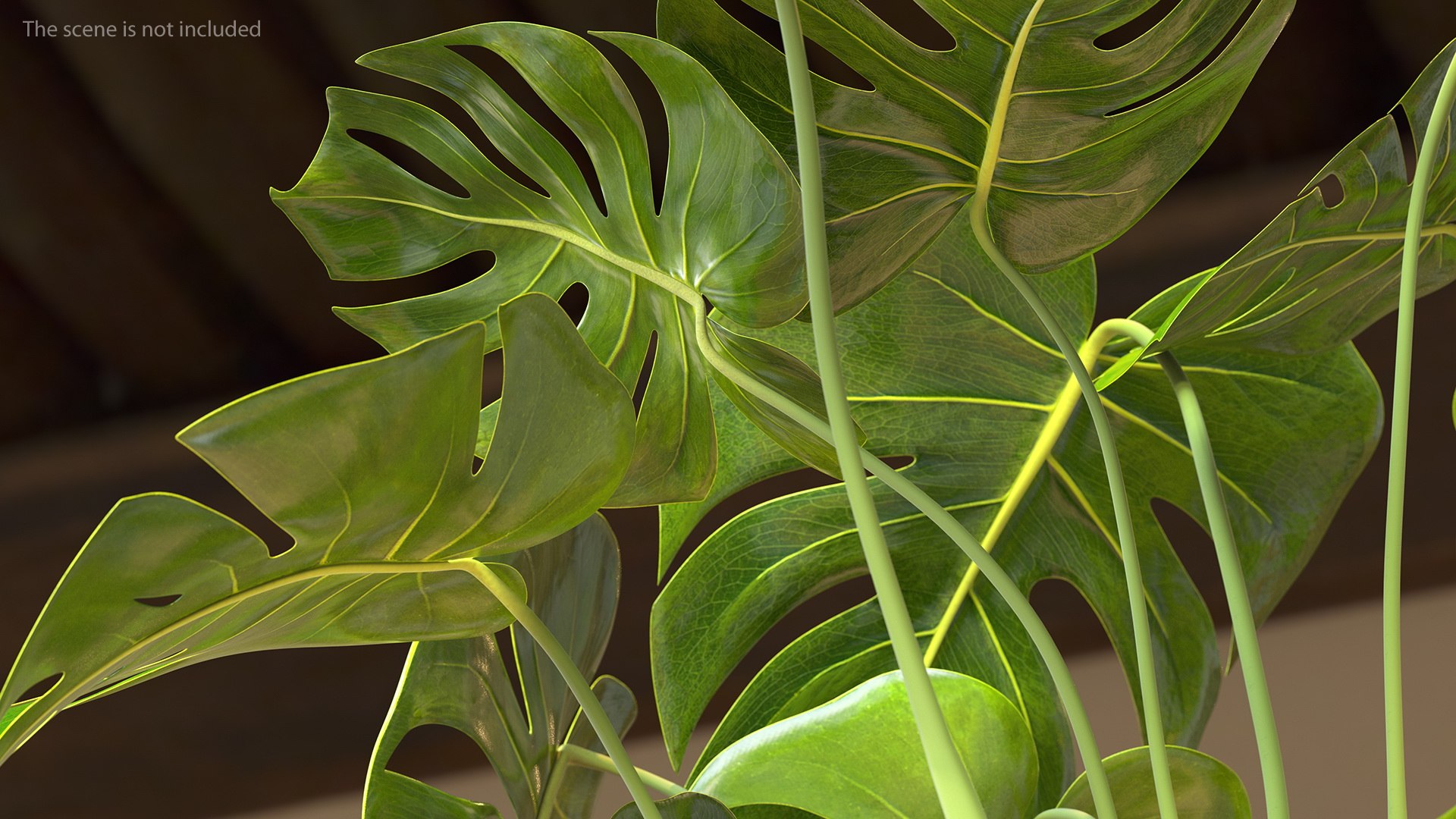Houseplants Collection 4 3D model https://p.turbosquid.com/ts-thumb/Pj/FSH6b2/C9/houseplantscollection43dsmodel078/jpg/1639675385/1920x1080/fit_q87/52c1e7a826162686ef5a44828e9959155db82806/houseplantscollection43dsmodel078.jpg