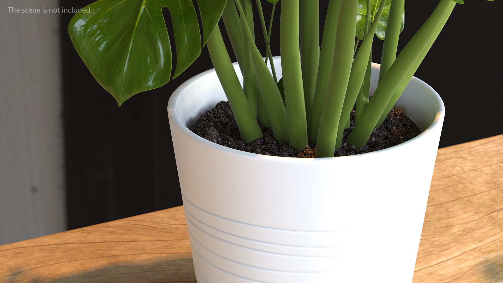 Houseplants Collection 4 3D model https://p.turbosquid.com/ts-thumb/Pj/FSH6b2/Ct/houseplantscollection43dsmodel076/jpg/1639675378/1920x1080/fit_q87/699a4bfeefdc4a3d201c7b22820b724a8e962b10/houseplantscollection43dsmodel076.jpg