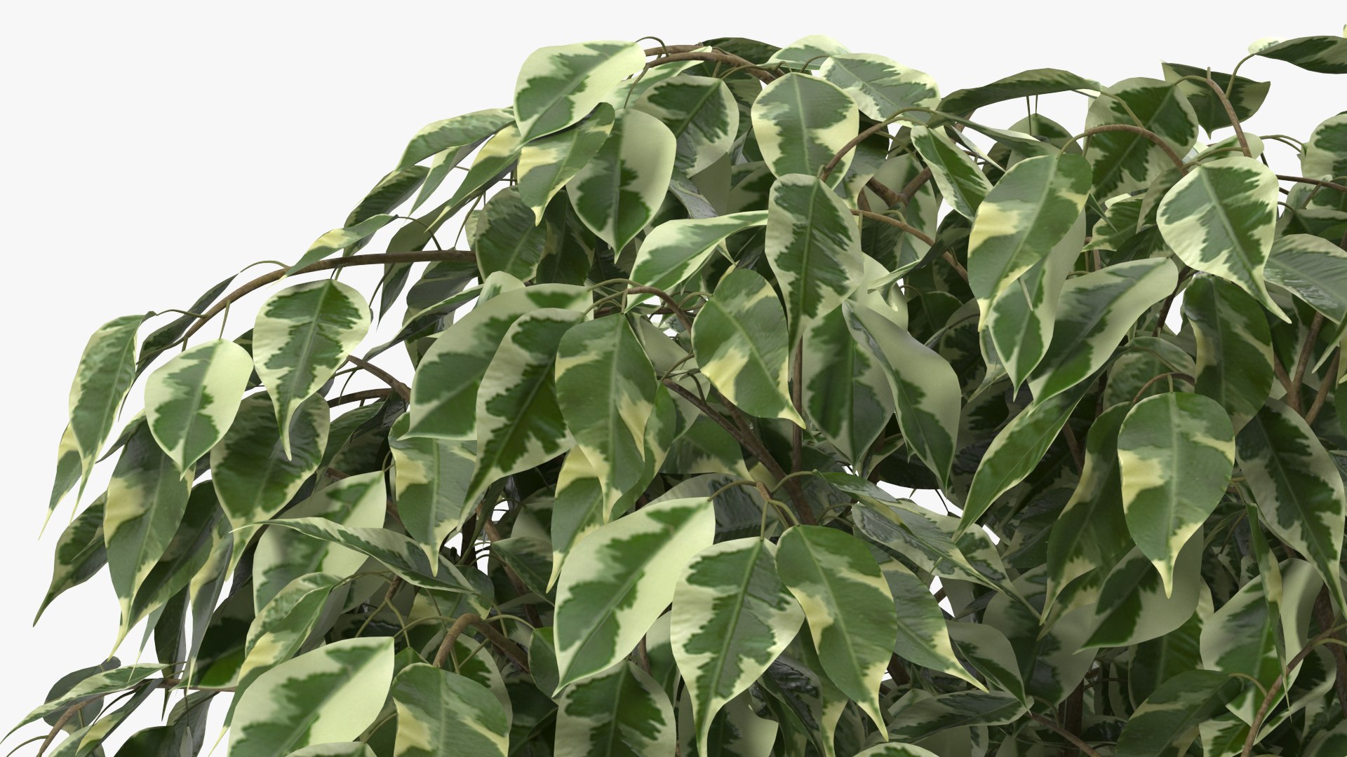Houseplants Collection 4 3D model https://p.turbosquid.com/ts-thumb/Pj/FSH6b2/Gw/houseplantscollection43dsmodel027/jpg/1639675231/1920x1080/fit_q87/17ec7df3a25661af9787d2af76d1003e9657f93a/houseplantscollection43dsmodel027.jpg